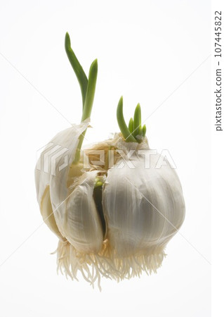 Garlic bud Garlic bud 107445822