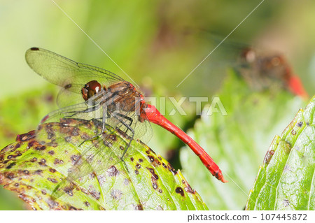 Mayutateakane（男） 107445872