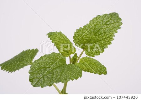 檸檬香脂藥草 檸檬香脂藥草 107445920