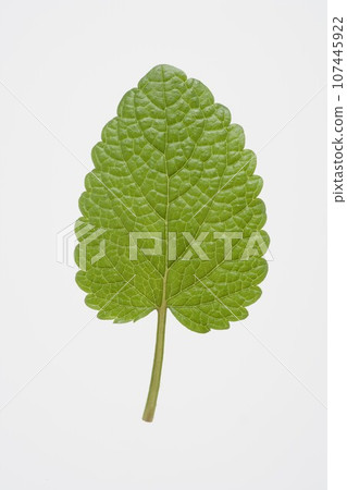 lemon balm herb lemon balm herb 107445922