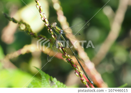 Blueberry moss (male) Blueberry moss (male) 107446015