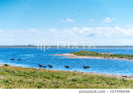 Notsuke Peninsula - Fear of disappearing in 100 years due to crustal movement - Sand spit - Animal paradise - Sika deer Notsuke Peninsula - Fear of disappearing in 100 years due to crustal movement - Sand spit - Animal paradise - Sika deer 107446046
