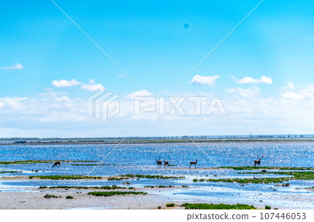Notsuke Peninsula - Fear of disappearing in 100 years due to crustal movement - Sand spit - Animal paradise - Sika deer Notsuke Peninsula - Fear of disappearing in 100 years due to crustal movement - Sand spit - Animal paradise - Sika deer 107446053