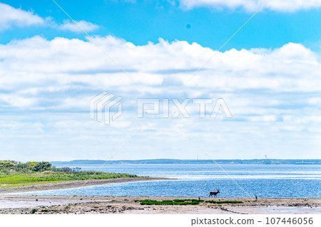 Notsuke Peninsula - Fear of disappearing in 100 years due to crustal movement - Sand spit - Animal paradise - Sika deer 107446056