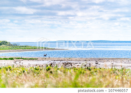 Notsuke Peninsula - Fear of disappearing in 100 years due to crustal movement - Sand spit - Animal paradise - Sika deer 107446057
