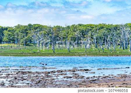 Notsuke Peninsula, feared to disappear in 100 years due to crustal movement, sand spit, animal paradise, wild birds Notsuke Peninsula, feared to disappear in 100 years due to crustal movement, sand spit, animal paradise, wild birds 107446058