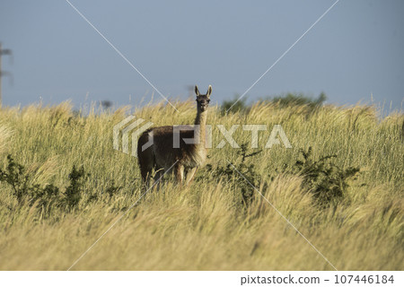 Guanacos in grassland environment, Parque Luro Nature reserve, La Pampa province, Argentina. 107446184