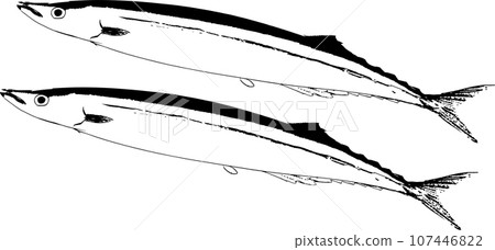 Sanma fish print illustration 107446822