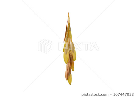 a close up of typical september plant,  107447038