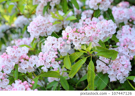 Flowers of Kalmire Flowers of Kalmire 107447126