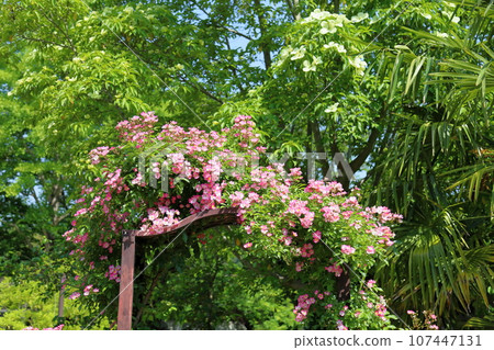 Rose flower ballerina Rose flower ballerina 107447131