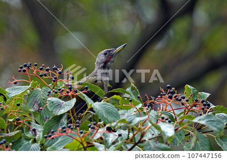 Green woodpecker perched on a clownfish tree Green woodpecker perched on a clownfish tree 107447156