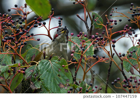 綠啄木鳥棲息在小丑魚樹上 綠啄木鳥棲息在小丑魚樹上 107447159