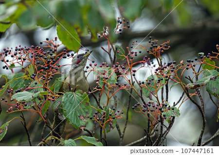 綠啄木鳥棲息在小丑魚樹上 綠啄木鳥棲息在小丑魚樹上 107447161