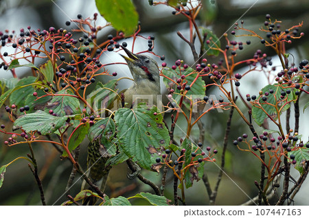 綠啄木鳥棲息在小丑魚樹上 107447163