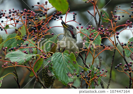 綠啄木鳥棲息在小丑魚樹上 107447164