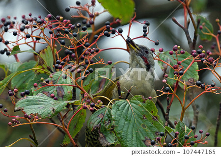 綠啄木鳥棲息在小丑魚樹上 107447165