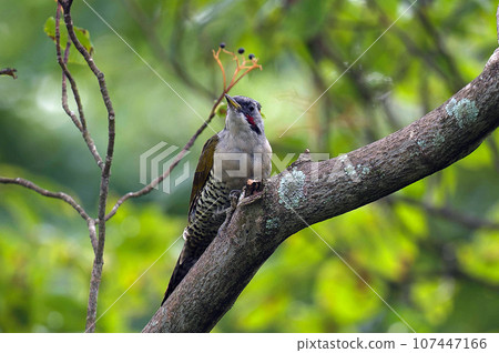 綠啄木鳥棲息在小丑魚樹上 107447166