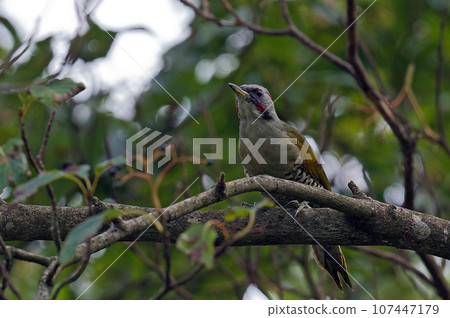 綠啄木鳥棲息在小丑魚樹上 107447179