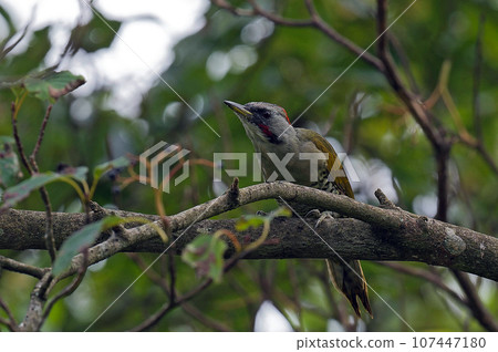 綠啄木鳥棲息在小丑魚樹上 107447180