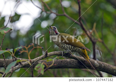 綠啄木鳥棲息在小丑魚樹上 綠啄木鳥棲息在小丑魚樹上 107447182