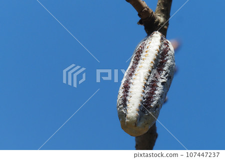 紅尾螳螂的卵 107447237