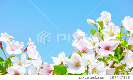 Image of blue sky and wild cherry blossoms in full bloom 107447336