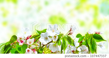 Image of wild cherry blossoms in full bloom Image of wild cherry blossoms in full bloom 107447337