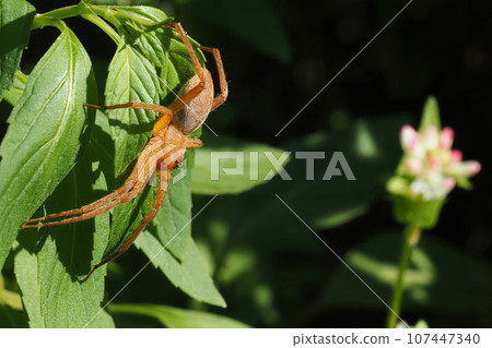 Ilo-billed spider　 107447340