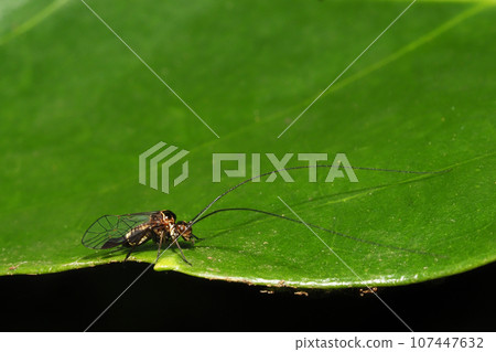 Kuromyakuchatate (male) Kuromyakuchatate (male) 107447632