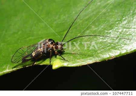 Kuromyakuchate（男） 107447711