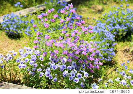 Echium vulgare 花 Echium vulgare 花 107448635