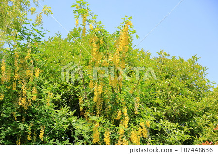 國王紗麗花 107448636