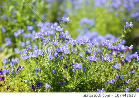 Echium vulgare flower Echium vulgare flower 107448638