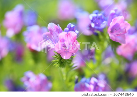 Echium vulgare 花 107448640