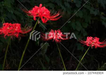 Red spider lily blooming on the equinox Red spider lily blooming on the equinox 107448904