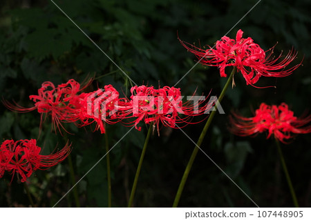 Red spider lily blooming on the equinox Red spider lily blooming on the equinox 107448905