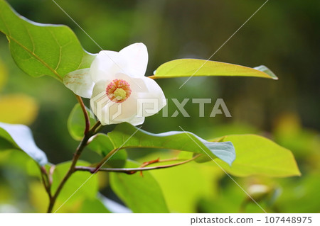 Flowers of Ooyama mortuary 107448975