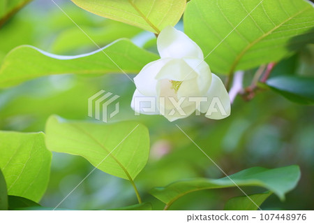 Flowers of Ooyama mortuary 107448976