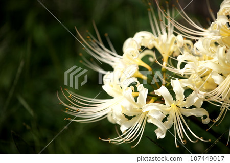White cluster amaryllis 107449017