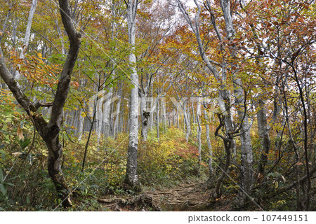 新潟縣牧木山登山 新潟縣牧木山登山 107449151