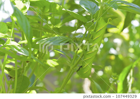 黑蜘蛛麻雀 黑蜘蛛麻雀 107449329
