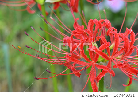 石蒜 石蒜 107449331