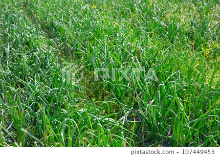 Rows of harvest of green onion in garden outdoor Rows of harvest of green onion in garden outdoor 107449453