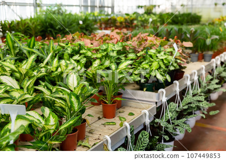 Potted dieffenbachia with variegated foliage on showcase of garden center Potted dieffenbachia with variegated foliage on showcase of garden center 107449853