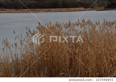 Pampas grass and Harutori Lake walk Pampas grass and Harutori Lake walk 107449955