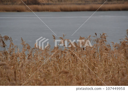 Pampas grass and Lake Harutori Pampas grass and Lake Harutori 107449958