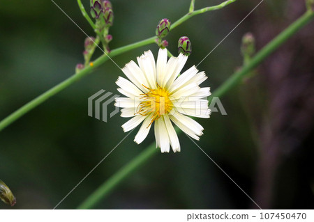 Beautiful white flowers of the staghorn grass (macro lens used, natural light, close-up photo) 107450470