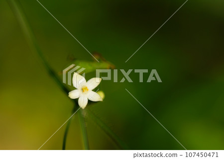 Small white flowers of sparrow melon floating in a chic background (macro lens used, natural light, close-up photo) Small white flowers of sparrow melon floating in a chic background (macro lens used, natural light, close-up photo) 107450471