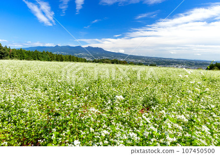 蕎麥花盛開的高原和赤城山 107450500